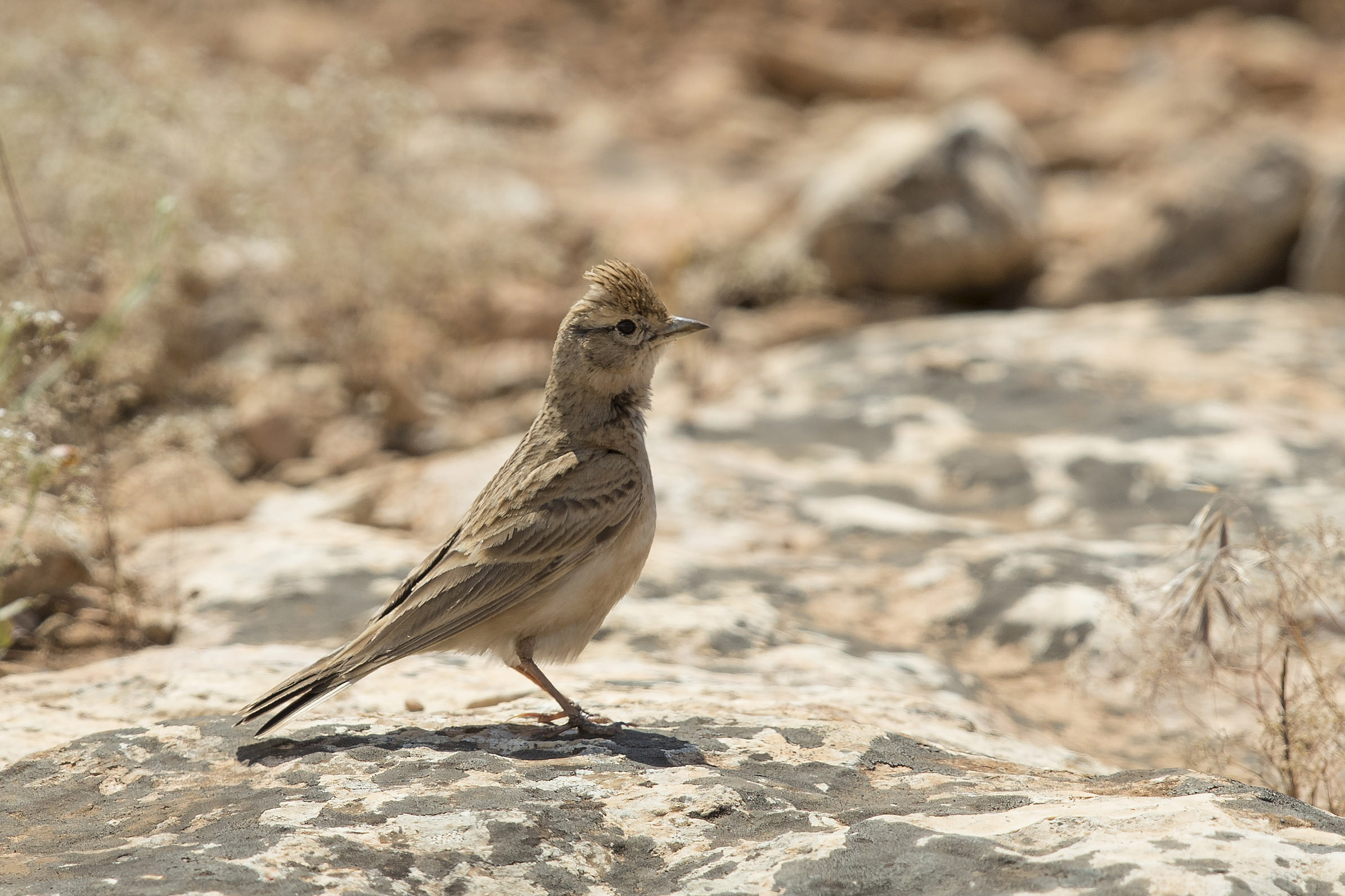 Lesser Short-toed Lark